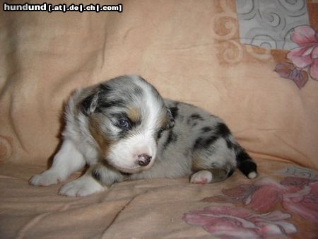 Australian Shepherd red Hot Dreamdate