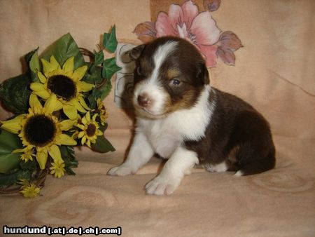 Australian Shepherd red Hot Dreamdate