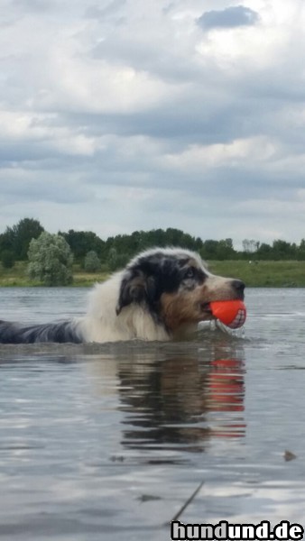 Australian Shepherd Wasser lieben die meisten Aussies, wie hier die 13jahrige Earlybird