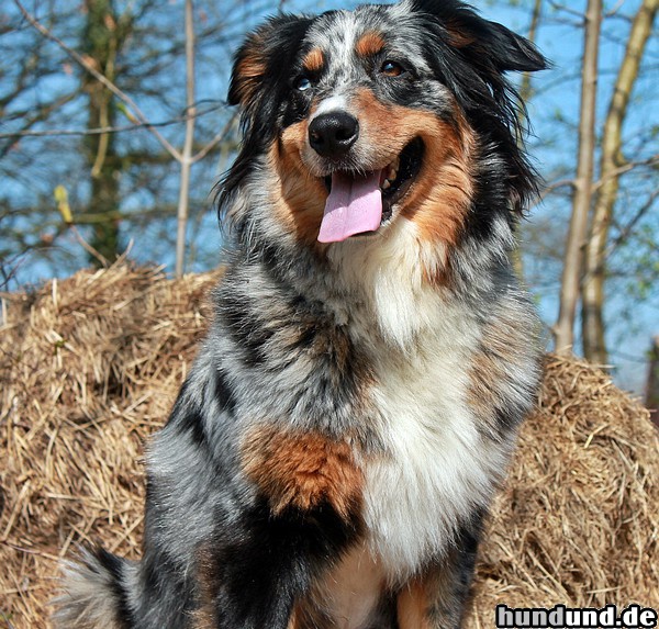 Australian Shepherd Fly