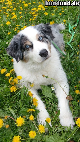 Australian Shepherd Lovely Workaholic´s Great Mango