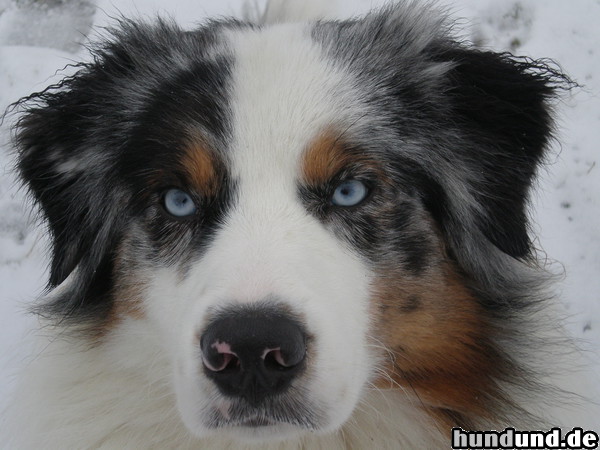 Australian Shepherd Lovely Workaholic´s Great Mango