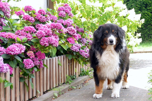 Australian Shepherd Forrest, 12 Jahre, vor seinen Lieblingsblumen, die er im vergangenen Jahr bei der großen Hitze beinahe ausgegraben hätte. Daher das kleine Zäunchen.