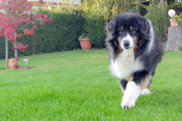 Australian Shepherd Forrest im Oktober 2021, gebadet und frisiert-getrimmt, Hörverlust und grauer Star, aber immer noch sehr kuschelig.