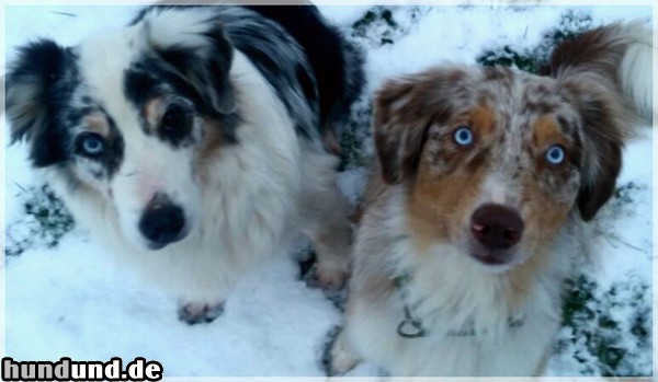 Australian Shepherd blue und red merle Aussies (Oma Earlybird und Enkelin SimSim)