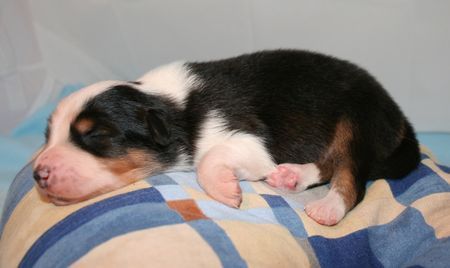 Australian Shepherd Hunde Foto 41549 in höherer Auflösung ansehen Australian Shepherd Creekvalley´s Awinita 1 Woche alt