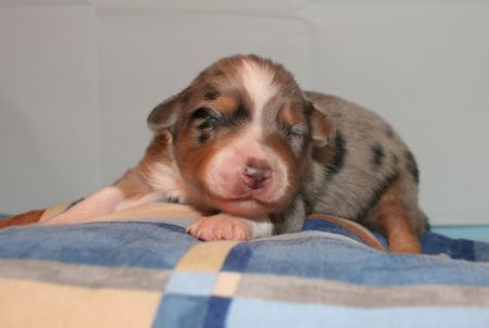 Australian Shepherd Hunde Foto 41551 in höherer Auflösung ansehen Australian Shepherd Creekvalley´s Aylen 1 Woche alt