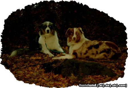 Australian Shepherd Hunde Foto 8226 Australian Shepherd Guardian Angel Aussies