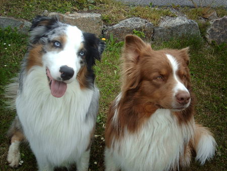 Australian Shepherd Hunde Foto 41957 Australian Shepherd unsere rabauken!!