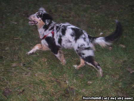Australian Shepherd Hunde Foto 18214 Australian Shepherd Ben mit 5 Monaten