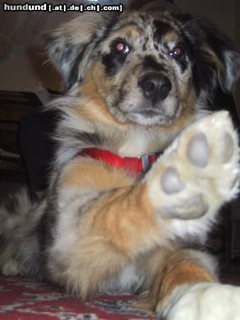 Australian Shepherd Hunde Foto 18215 Australian Shepherd Hallo ich bin Ben und ganz lieb!!!
