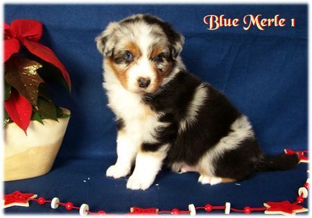 Australian Shepherd Hunde Foto 40609 in höherer Auflösung ansehen Australian Shepherd Nayeli Baby