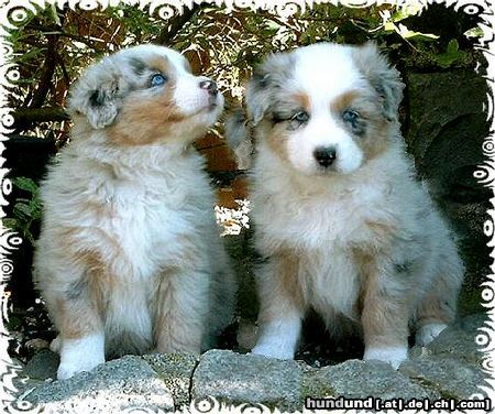 Australian Shepherd Hunde Foto 26072 Australian Shepherd Guardian-Angel-Babys mit 6 Wochen