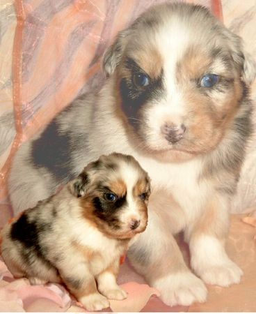 Australian Shepherd Hunde Foto 29160 in höherer Auflösung ansehen Australian Shepherd Guardian Angel Blue Merle Hündin mit 3 Wochen