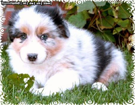 Australian Shepherd Hunde Foto 26071 in höherer Auflösung ansehen Australian Shepherd Guardian-Angel-Baby mit 6 Wochen