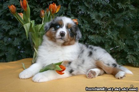 Australian Shepherd Hunde Foto 44019 in höherer Auflösung ansehen Australian Shepherd Guardian Angel's Liz Majenne
