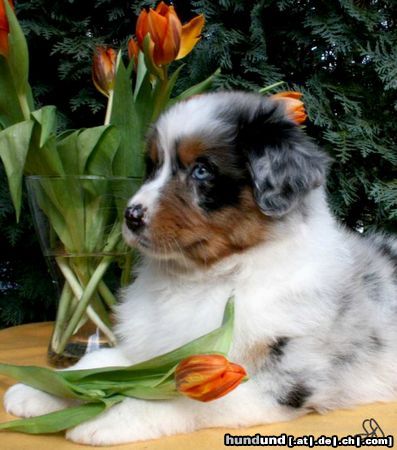 Australian Shepherd Hunde Foto 44016 in höherer Auflösung ansehen Australian Shepherd Guardian Angel's Liz Majenne, 7 Wochen