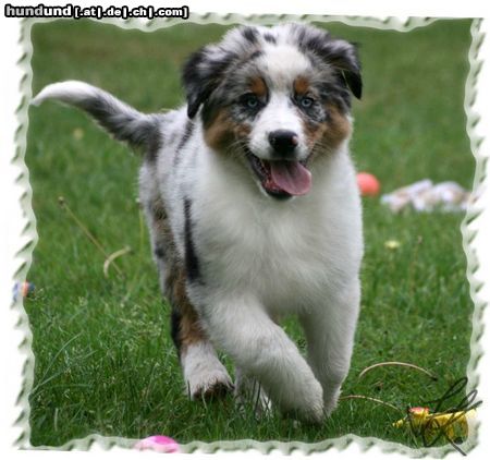 Australian Shepherd Logan, 12 Wochen alt, sucht noch eine tolle Familie! 