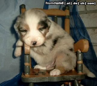 Australian Shepherd Hunde Foto 8224 Australian Shepherd ...Relaxen im Welpenschaukelstuhl...