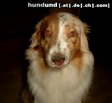 Australian Shepherd Hunde Foto 14155 Australian Shepherd Bonnie im Buddelfieber!!