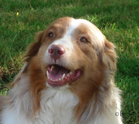 Australian Shepherd Hunde Foto 39152 in höherer Auflösung ansehen Australian Shepherd Unsere wunderschöne Bonnie hat gerade Welpen!!