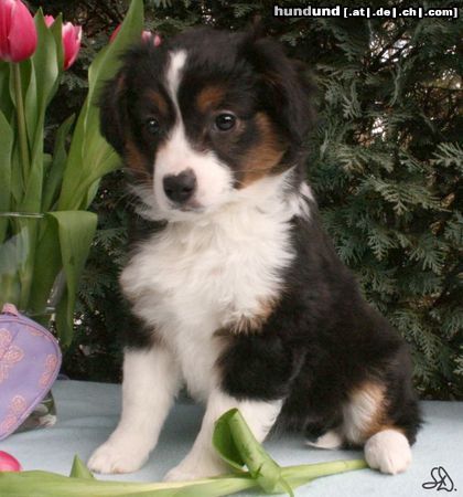 Australian Shepherd Hunde Foto 44022 in höherer Auflösung ansehen Australian Shepherd Miniaussie Guardian Angel's Britney, 9 Wochen jung - unser Püppi ;o))