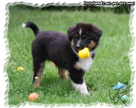 Australian Shepherd Sugar, weibl, 12 Wochen alt, sucht noch eine tolle Familie! 