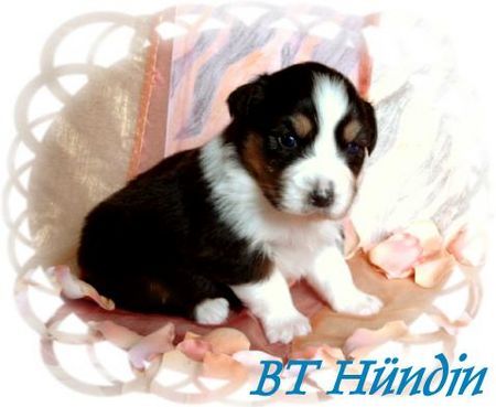 Australian Shepherd Hunde Foto 29161 in höherer Auflösung ansehen Australian Shepherd Guardian Angel Baby-Hündin mit 3 Wochen