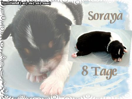 Australian Shepherd Hunde Foto 23269 in höherer Auflösung ansehen Australian Shepherd Guardian Angel's Soraya, 8 Tage alt