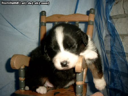 Australian Shepherd Hunde Foto 8227 Australian Shepherd Guardian Angel's Dakota