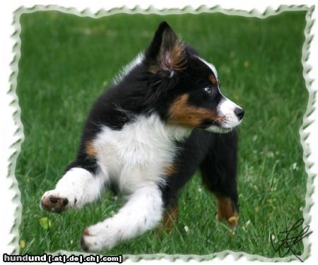 Australian Shepherd Cubby, 12 Wochen alt, sucht noch eine tolle Familie! 