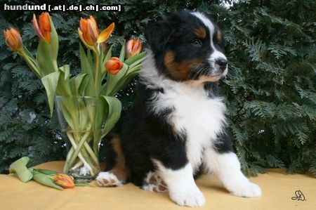 Australian Shepherd Hunde Foto 44017 in höherer Auflösung ansehen Australian Shepherd Guardian Angel\'s Ltnd Dan, 7 Wochen