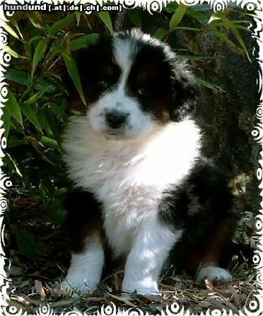 Australian Shepherd Hunde Foto 26070 in höherer Auflösung ansehen Australian Shepherd Guardian-Angel-Baby mit 6 Wochen