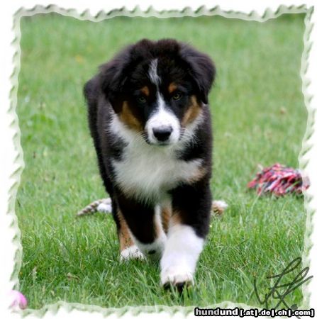 Australian Shepherd Spencer, 12 Wochen alt, sucht noch eine tolle Familie! 