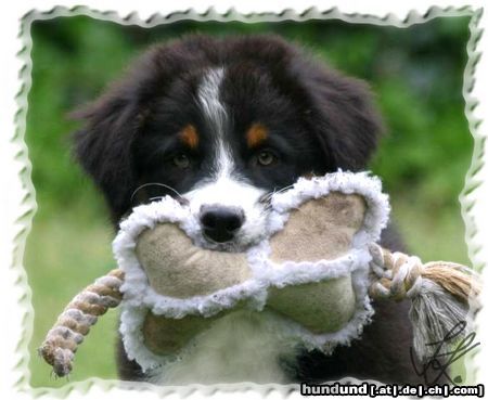 Australian Shepherd Spencer, 12 Wochen alt, sucht noch eine tolle Familie! 