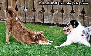Australian Shepherd Hunde Foto 19423 Australian Shepherd let's play !