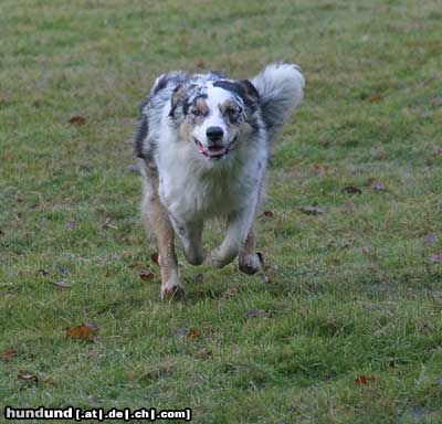 Australian Shepherd Hunde Foto 19078 Australian Shepherd running dogy