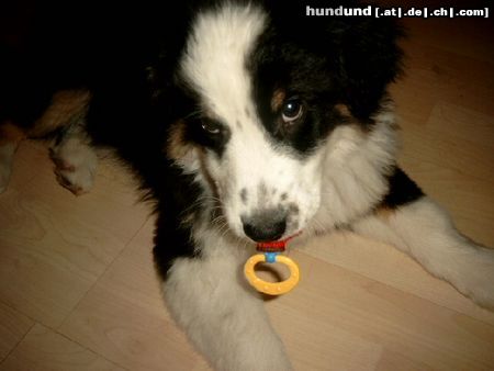 Australian Shepherd Hunde Foto 8223 Australian Shepherd Mein Schnullerbaby Connor