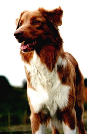 Australian Shepherd Hunde Foto 1494 Australian Shepherd Casa de Filler Crazy Red Case