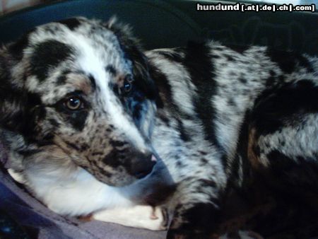 Australian Shepherd Hunde Foto 4280 Australian Shepherd Charly,6Monate alt