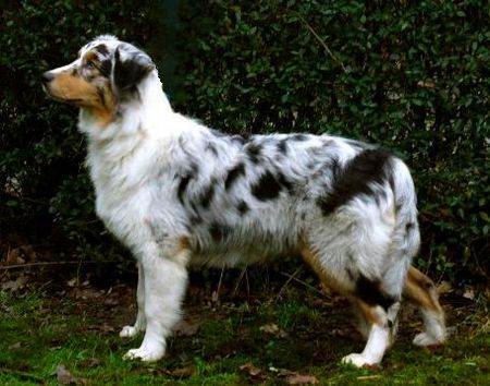 Australian Shepherd Hunde Foto 28101 in höherer Auflösung ansehen Australian Shepherd Guardian Angel's Honeymoon -
