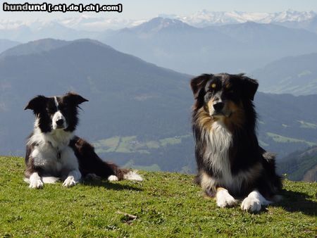Australian Shepherd Hunde Foto 20804 in höherer Auflösung ansehen Australian Shepherd Aussie und Border