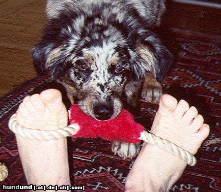 Australian Shepherd Hunde Foto 19025 Australian Shepherd Cookie