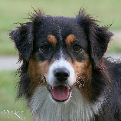 Australian Shepherd Hunde Foto 40645 in höherer Auflösung ansehen Australian Shepherd Maggy 14 Monate