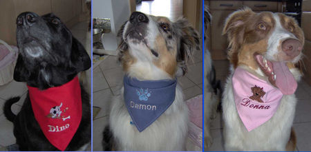 Australian Shepherd Hunde Foto 34613 in höherer Auflösung ansehen Australian Shepherd Wir sind: Dino, Damon und Donna
