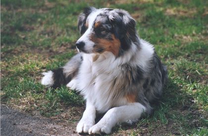 Australian Shepherd Hunde Foto 1023 Australian Shepherd Rainwood´s Star: Donna; BEST OF WINNERS !! ASCA Confirmation-Show 2002 D-Königswinter