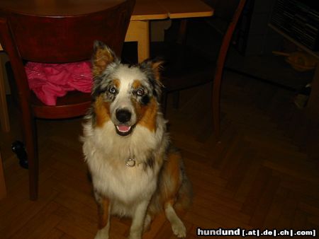 Australian Shepherd Hunde Foto 22718 in höherer Auflösung ansehen Australian Shepherd Hallo, bin schon 8 Monate!