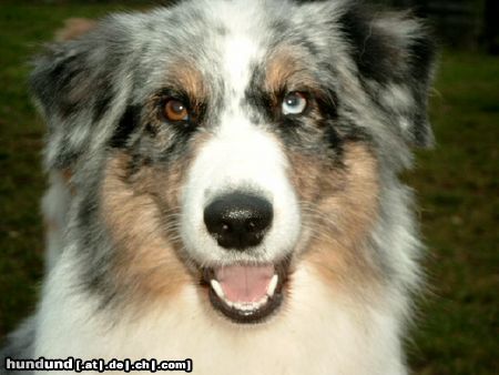 Australian Shepherd Hunde Foto 8225 Australian Shepherd Schau mir in die Augen, Kleines....