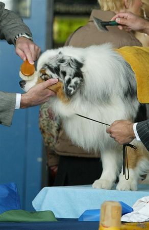 Australian Shepherd Hunde Foto 41789 Australian Shepherd Auf einer Ausstellung