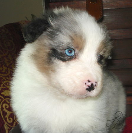 Australian Shepherd A Guardian Angel @ 5 Wochen